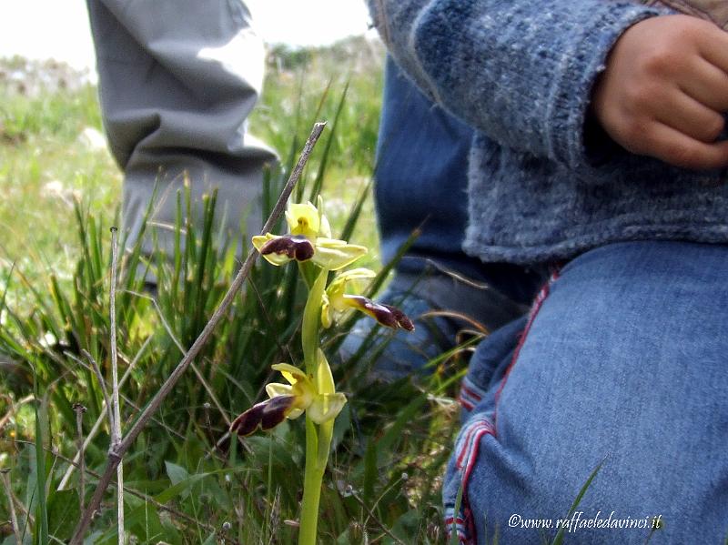 Orchidee spontanee 5APR09 (189).jpg